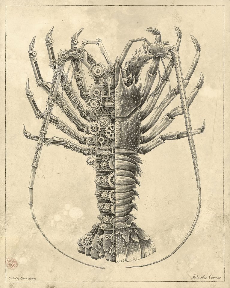 steeven salvat精细逼真的动物插画作品欣赏