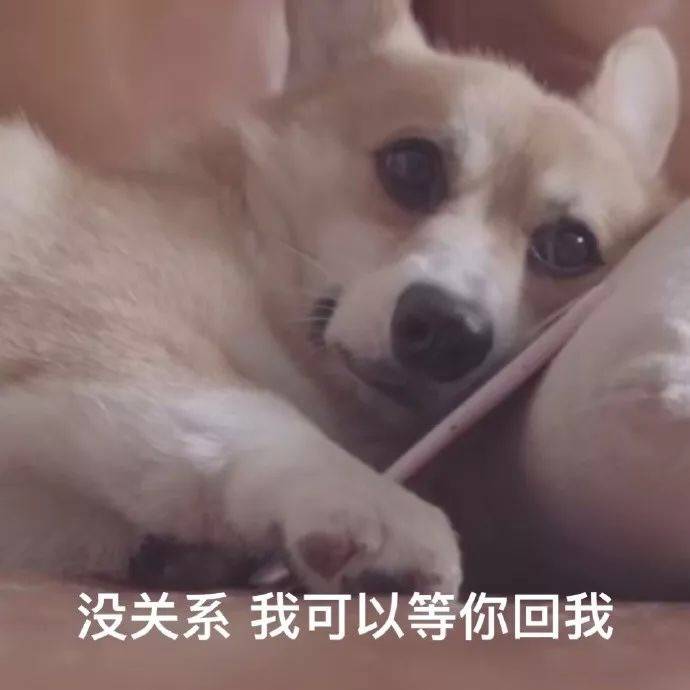 舔狗 表情包