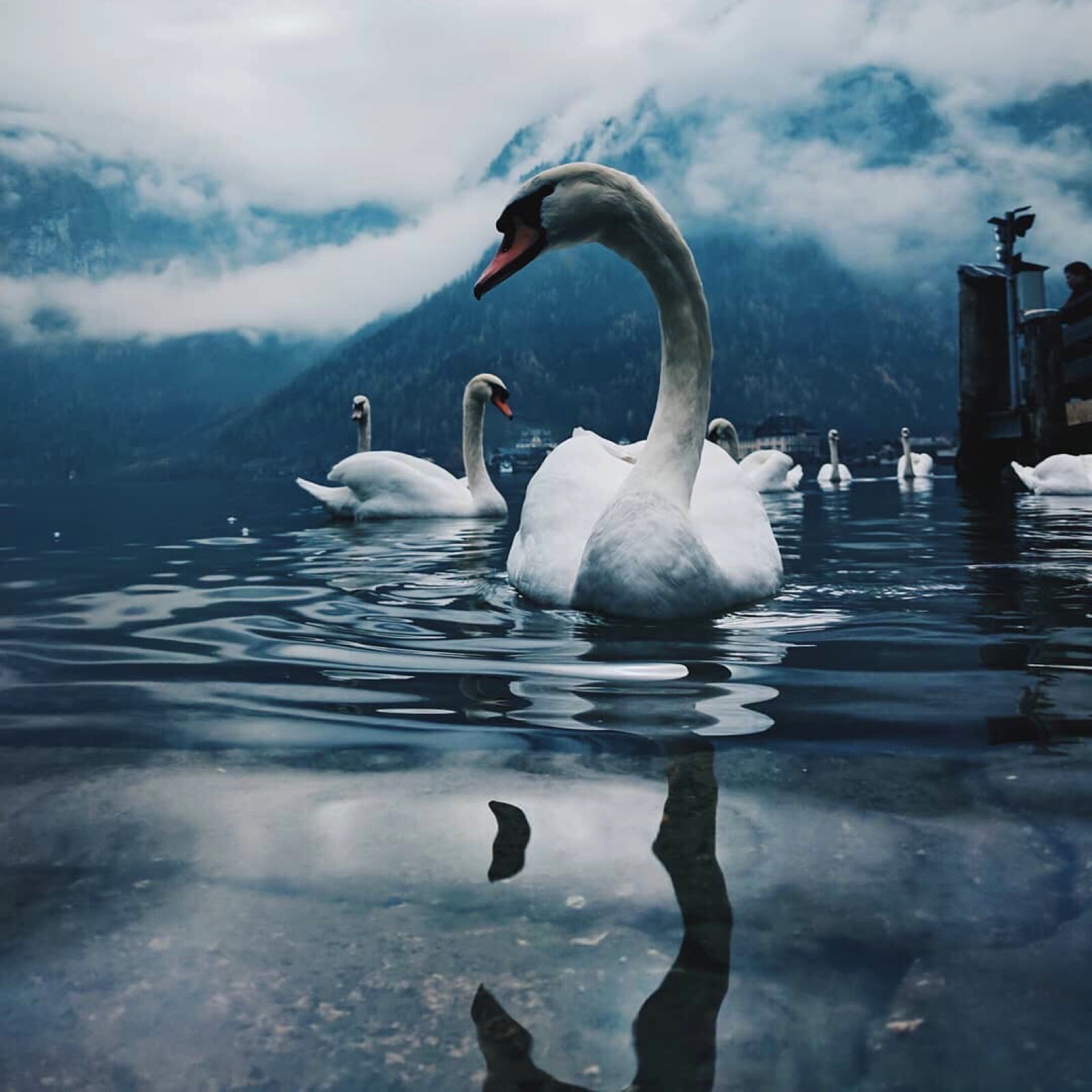 the swan closet越南图片