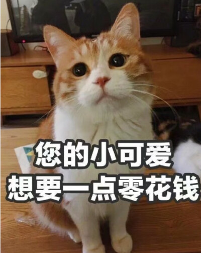 撩汉表情包 男朋友 恋爱 搞笑 撒娇 傲娇萌猫 猫咪 女朋友 罗熙表情包