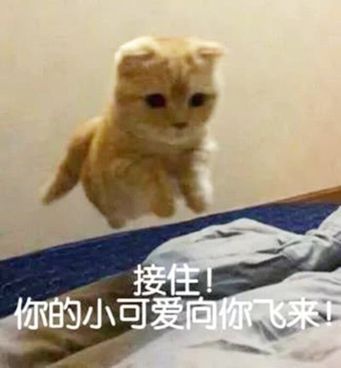 撩汉表情包 男朋友 恋爱 搞笑 撒娇 傲娇萌猫 猫咪 女朋友 罗熙表情包