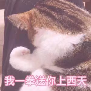 萌宠 可爱 猫咪 表情包