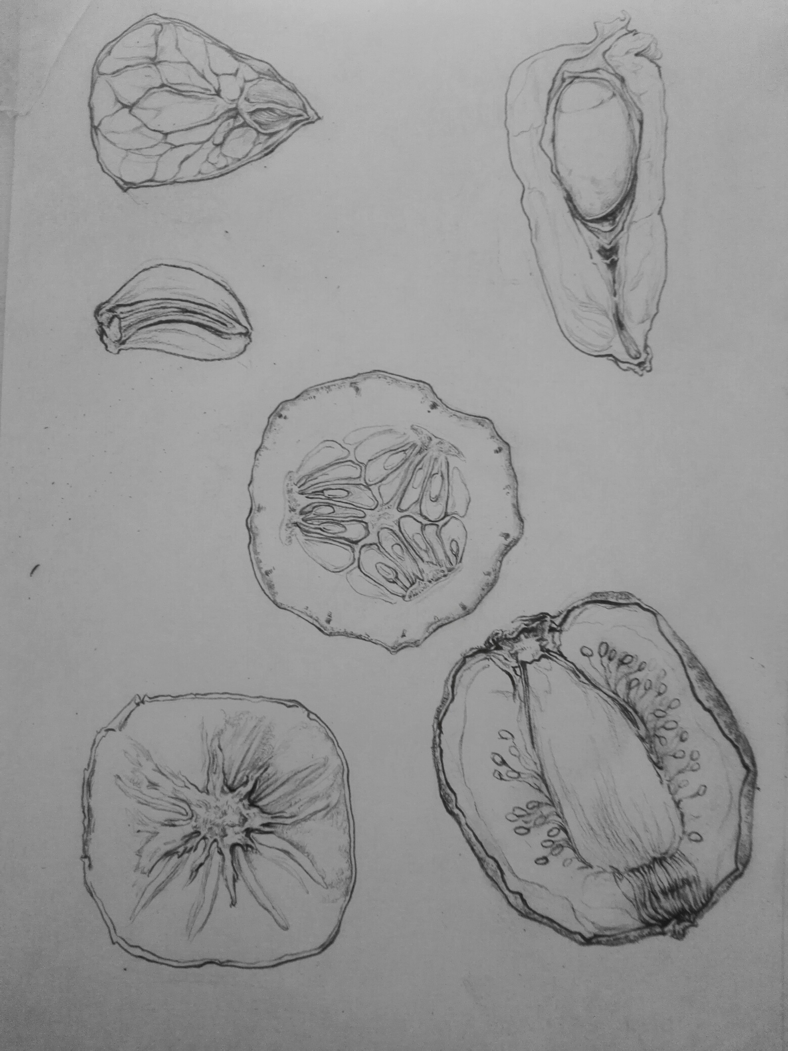 水果剖面 绘画图片