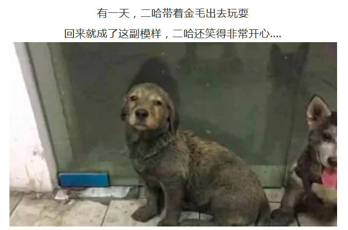 二哈带金毛出去鬼混,回来就变成了一只海獭 #搞笑