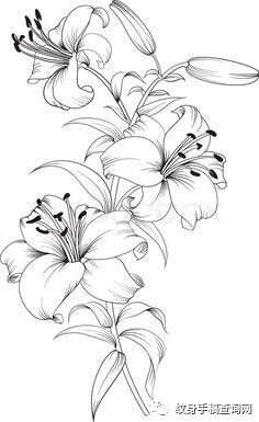 白描花卉