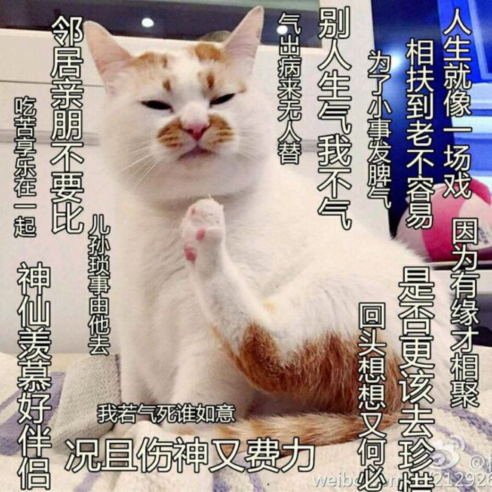 猫咪表情包文案图片