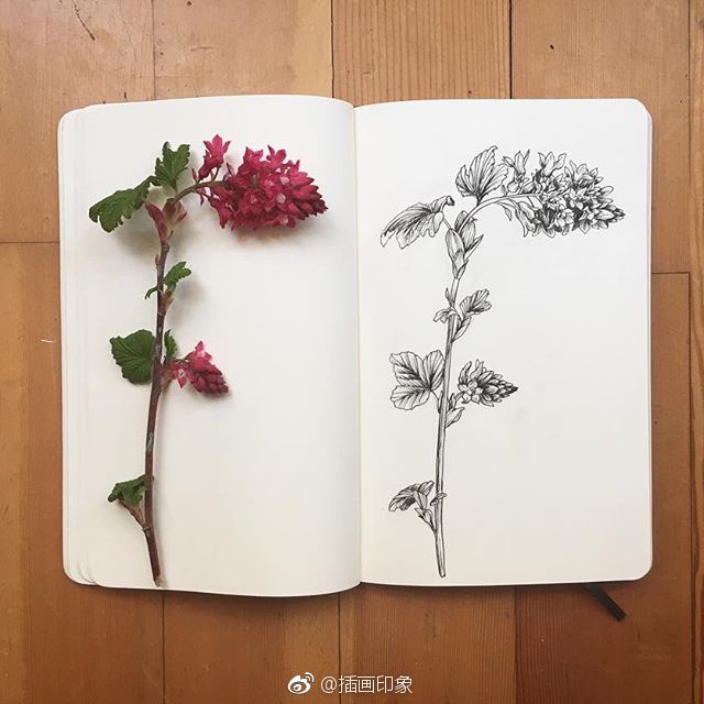 植物花卉速写~【插画师:courtney roth】
