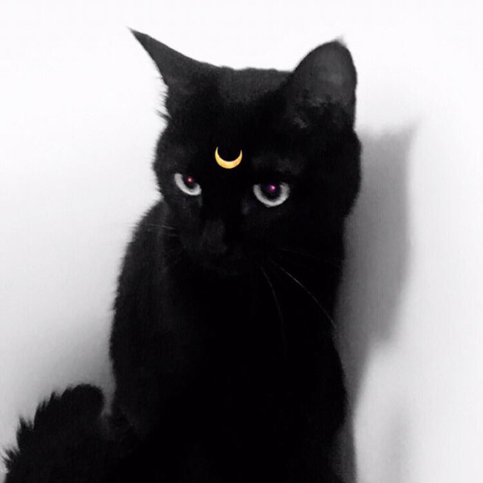 帅气黑猫头像图片