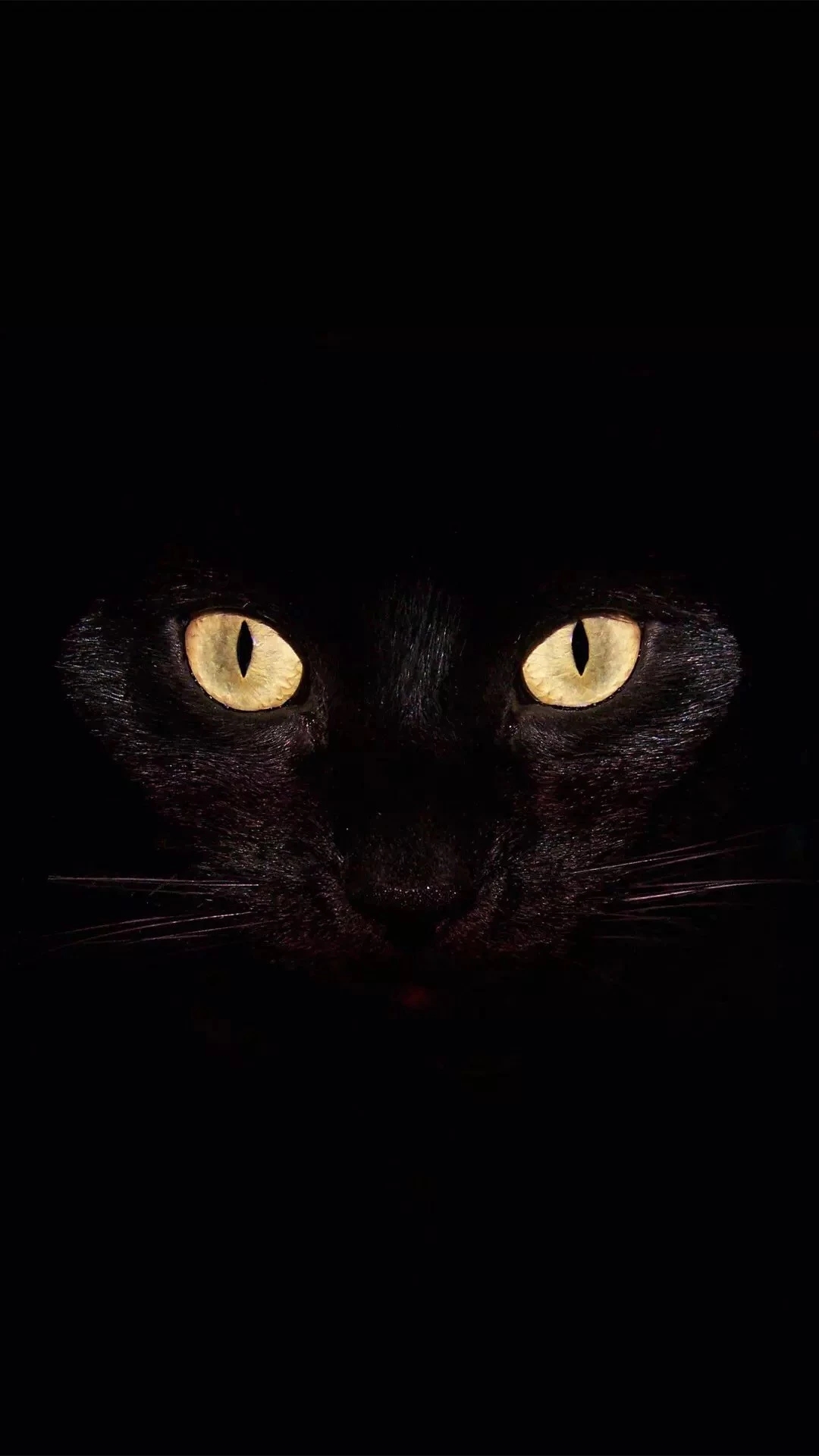 黑猫壁纸啊