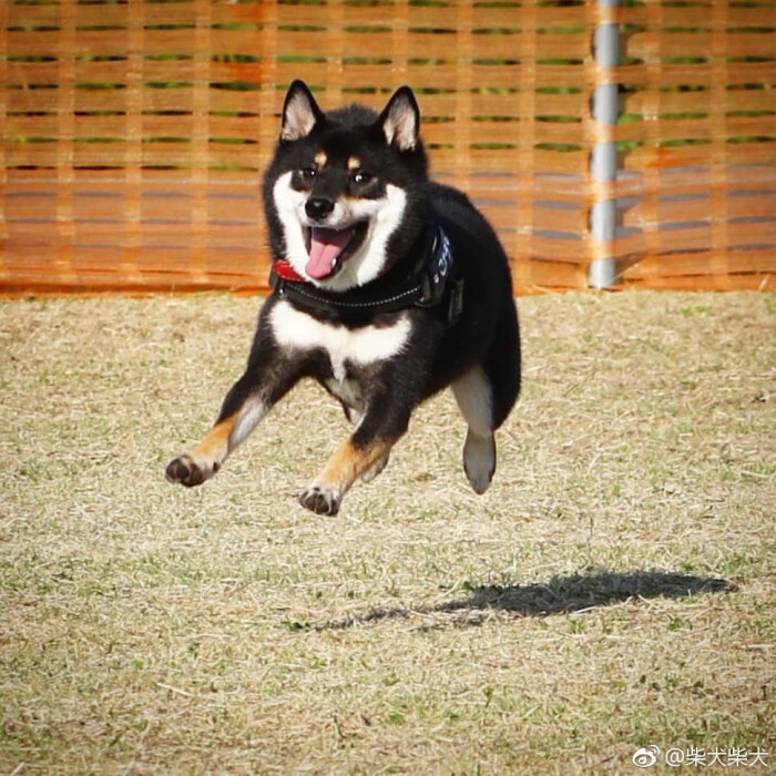 事实证明:我们狗子真的是会飞der~! instagram:kota_1207