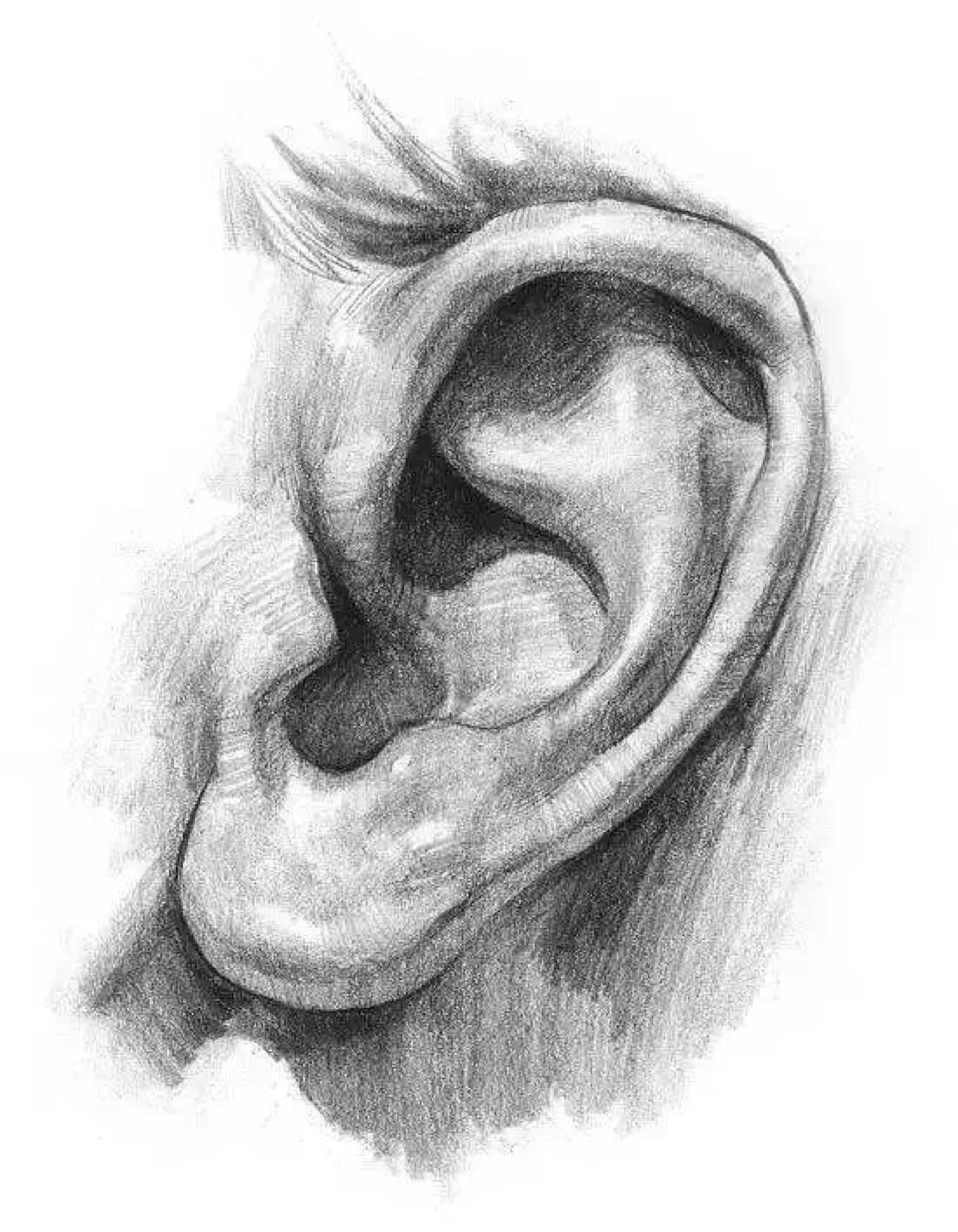 如何画耳朵