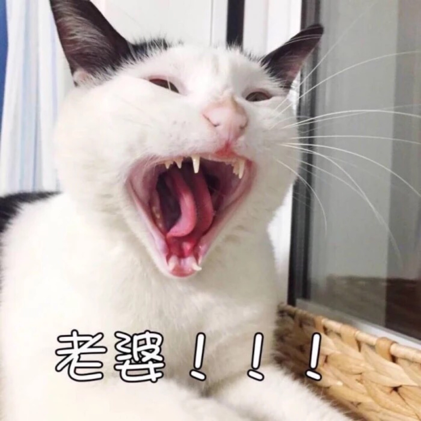 猫情头