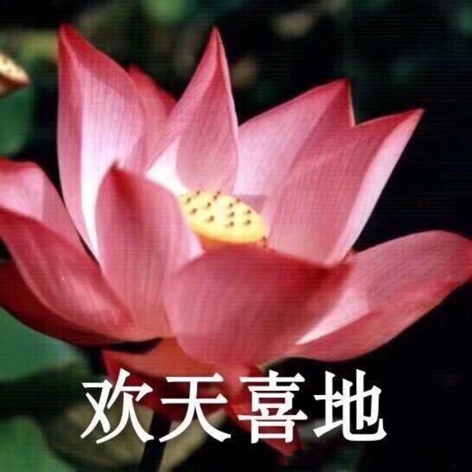 莲花系列头像 搞怪