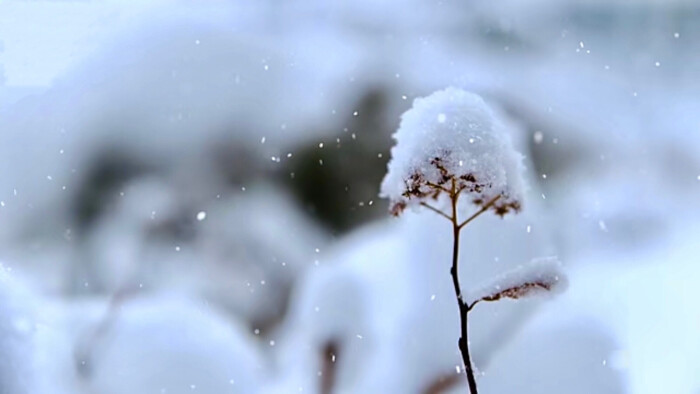 大雪纷飞的日子