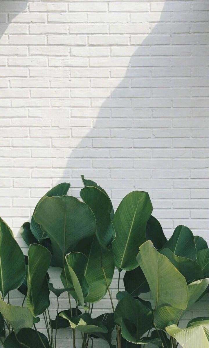 背景 壁纸 绿色 绿叶 树叶 植物 桌面 720_1200 竖版 竖屏 手机图片