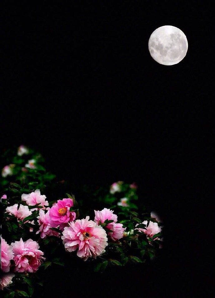 清风舞明月,幽梦落花间.晚安