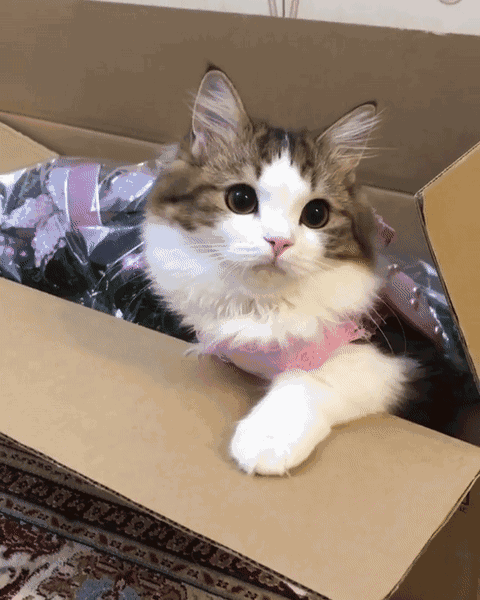 原来真的有这么标致的猫猫诶!