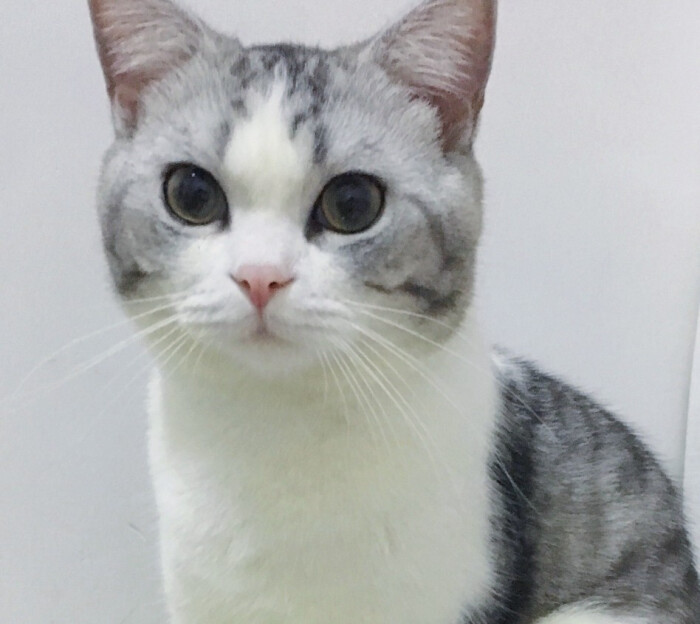 花花与三猫