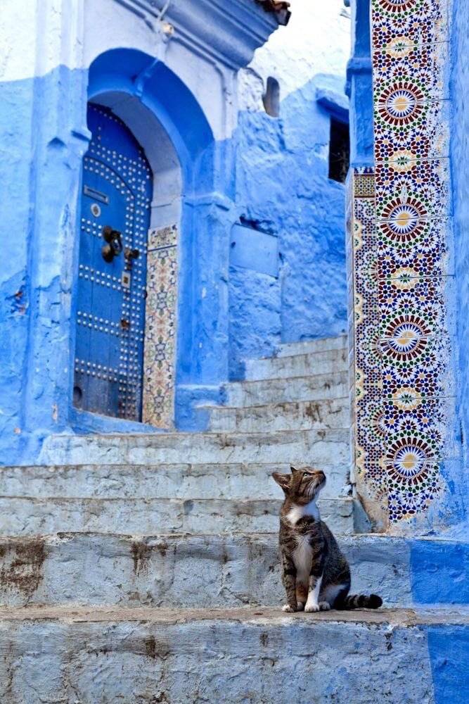 摩洛哥蓝色之城图片