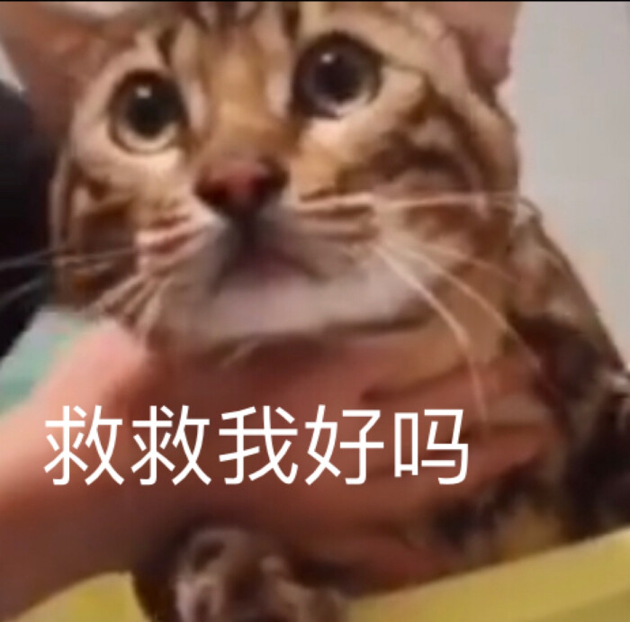 奥利奥表情包