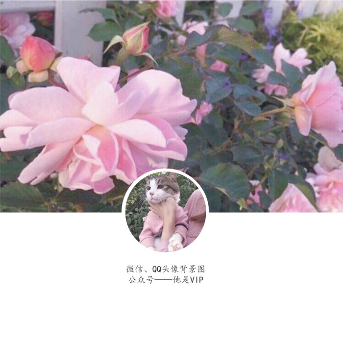 动漫,女,男,唯美,病态,病娇,女生头像,男生头像,微信头像,微信背景图