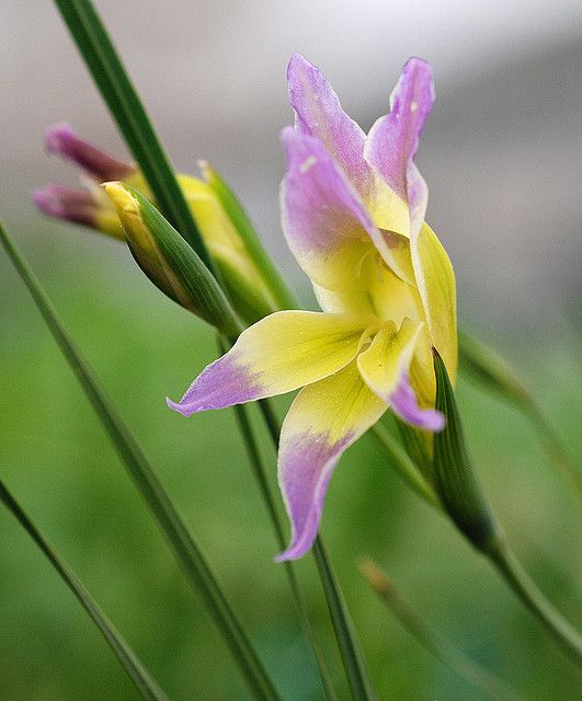 唐菖蒲
