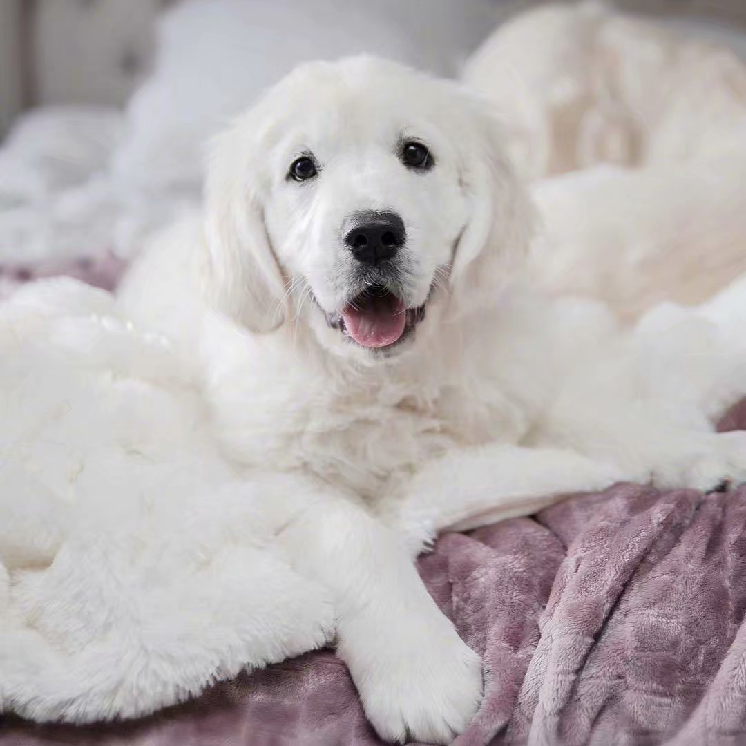 奶白色的金毛猎犬,这奶fufu的样子太可爱人了