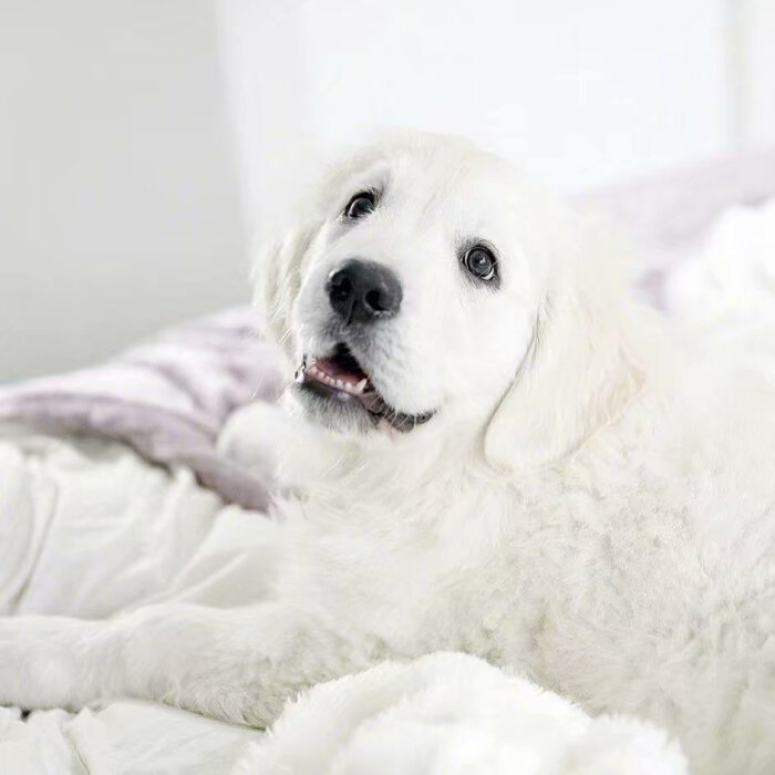 奶白色的金毛猎犬,这奶fufu的样子太可爱人了