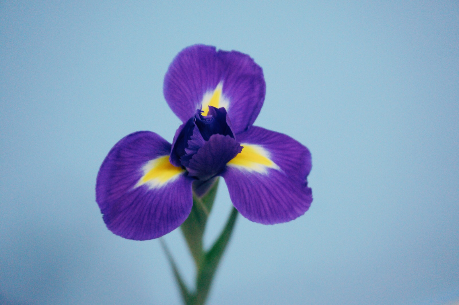 鸢尾iris tectorum 鸢尾科鸢尾属植物,多年生草本,法国国花,是一直都