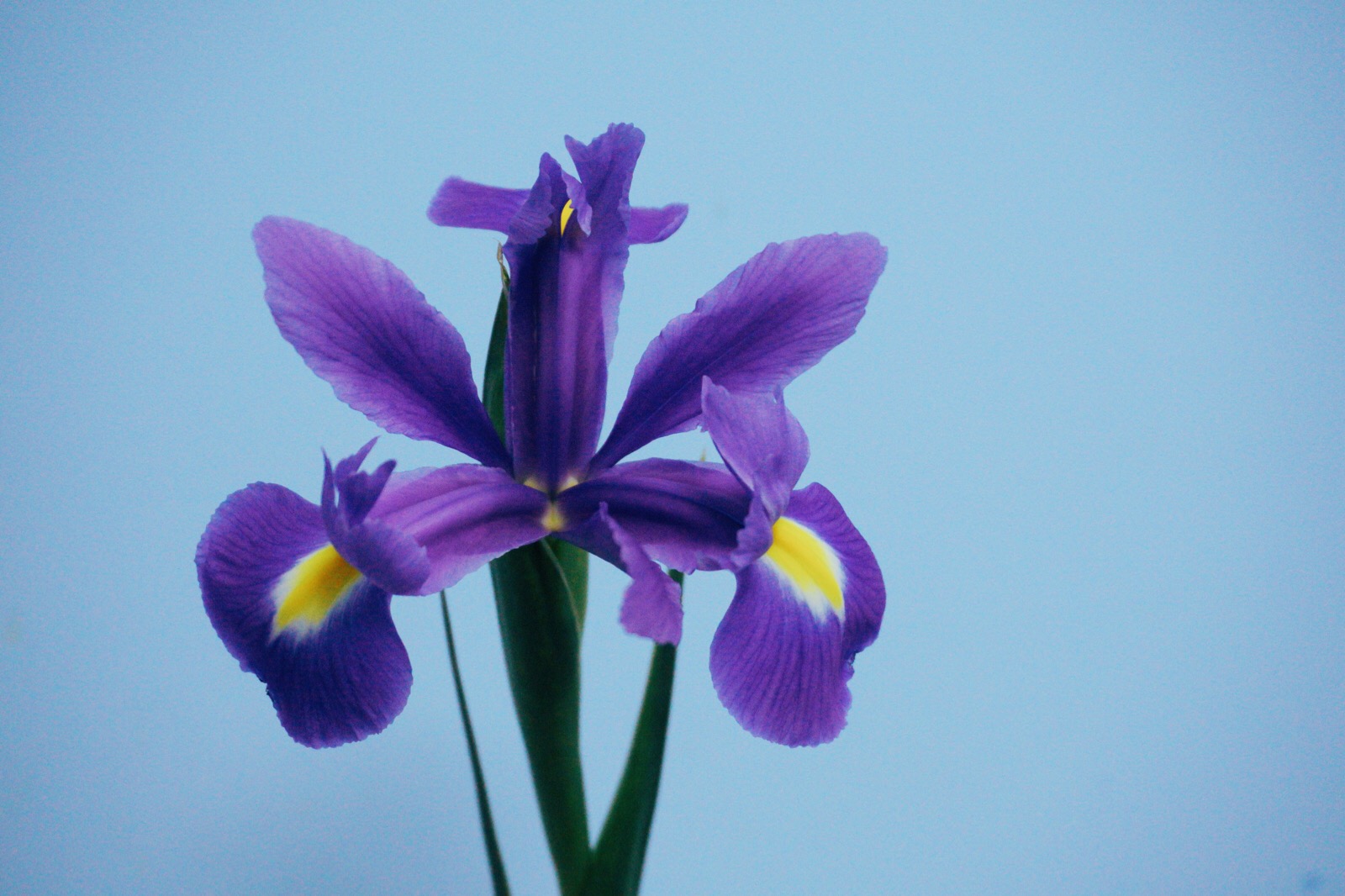 鸢尾iris tectorum 鸢尾科鸢尾属植物,多年生草本,法国国花,是一直都