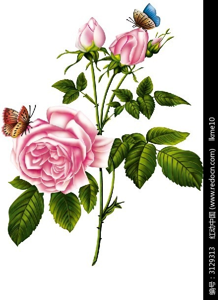 玫瑰花叶子画法图片