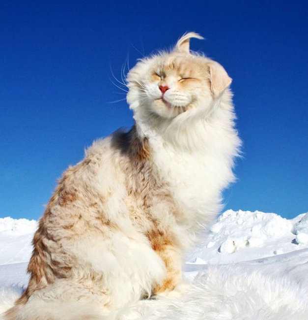 这只超大的缅因猫名叫lotus,它和主人的日常照,看起来像童话里的生物