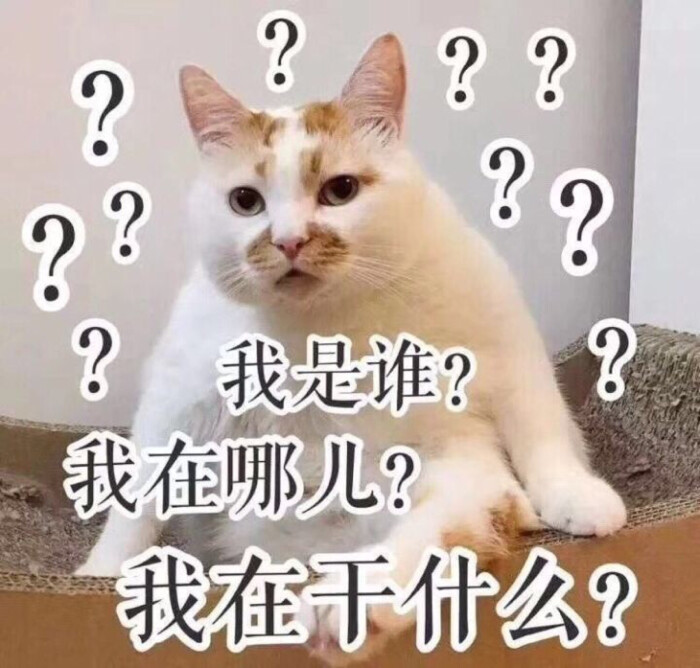 楼楼猫 我是谁
