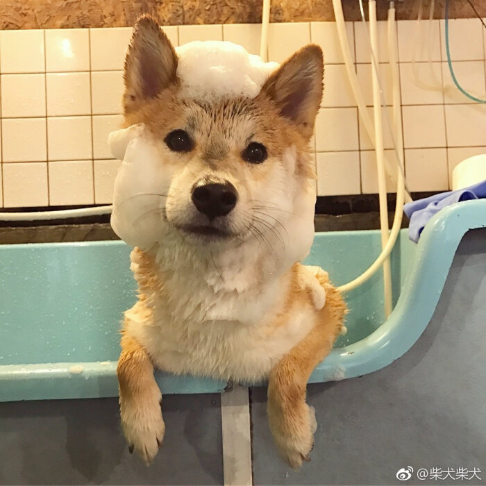 洗个澡,我方了! instagram:chocota0202