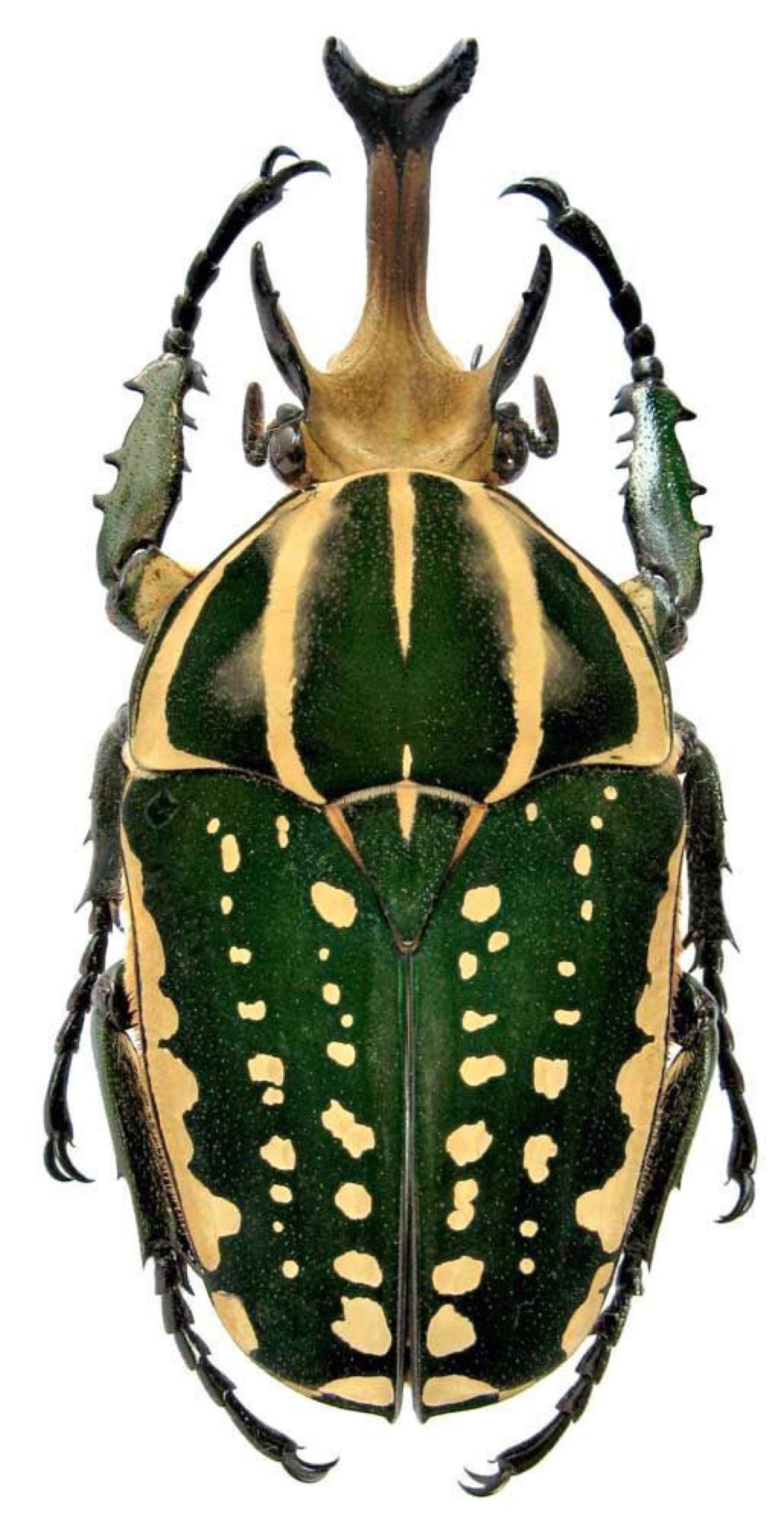 山东甲虫种类大全大图图片