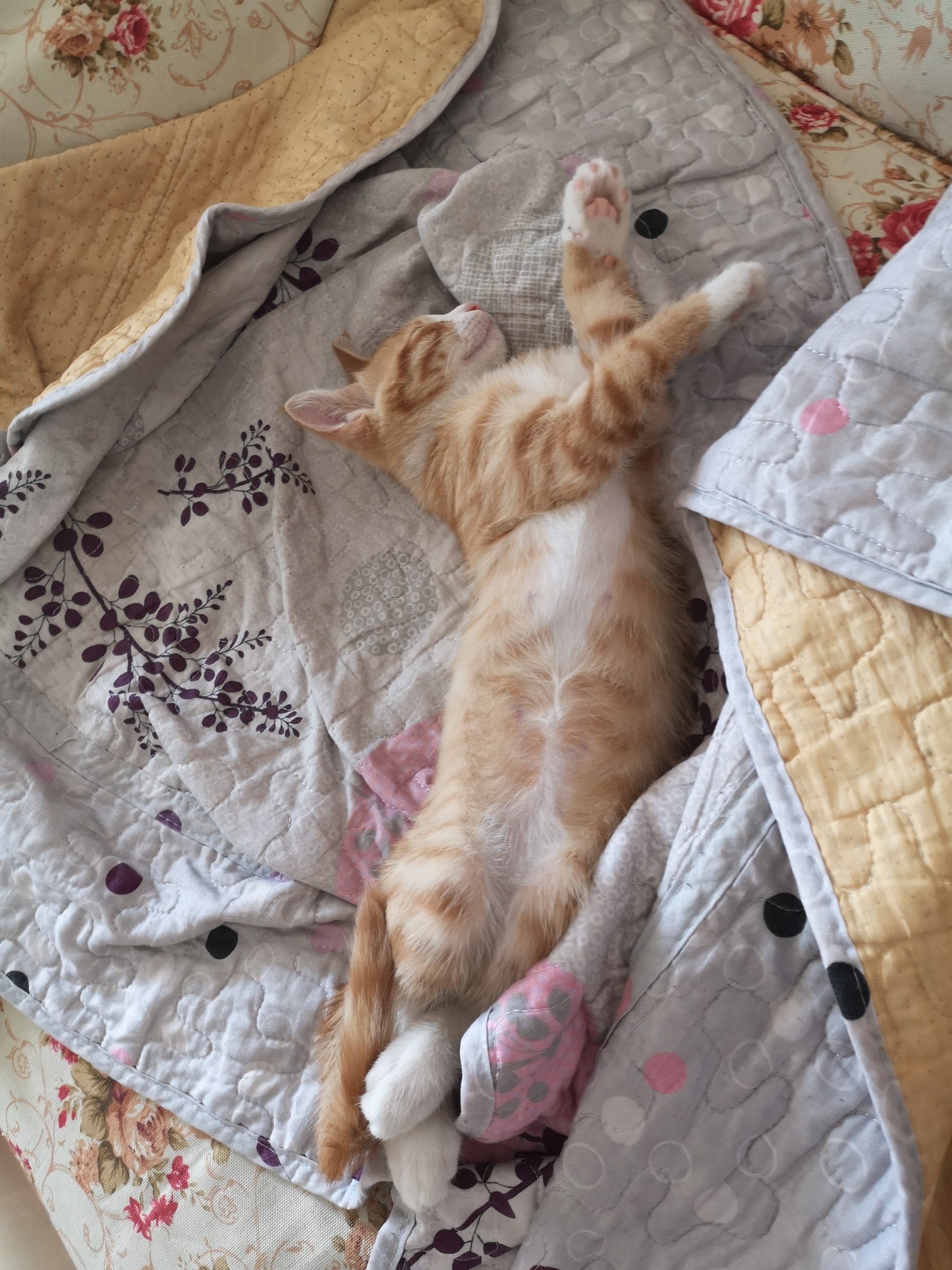 论猫咪各种睡姿