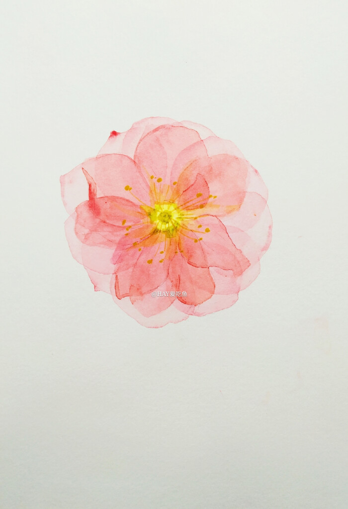 水彩手绘写实春天粉色樱花
