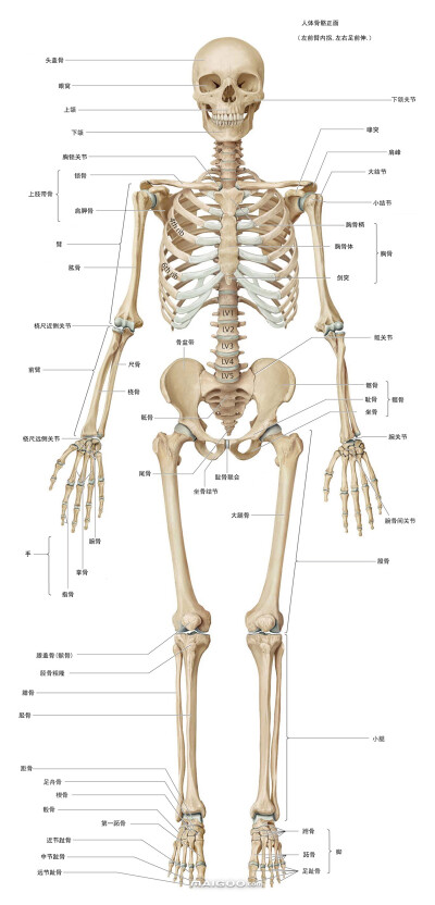 人体骨骼侧面示意图图片