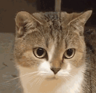 猫咪摇汽水表情包gif图片