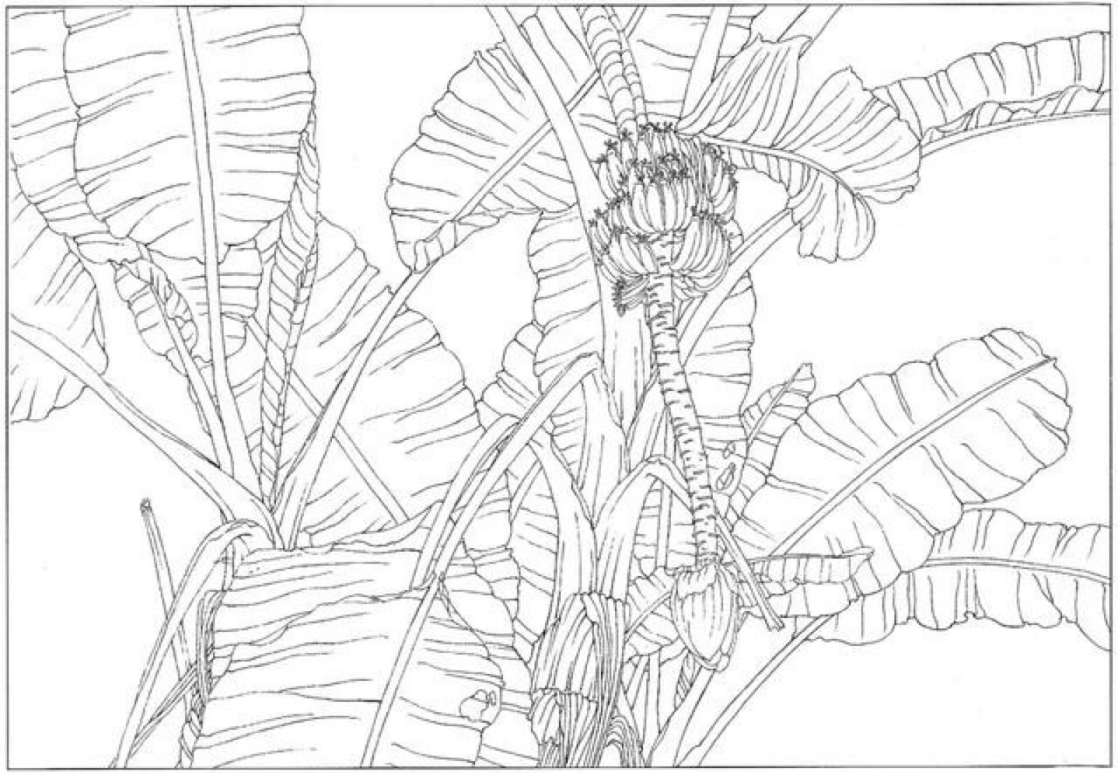 芭蕉树怎么画线描图片
