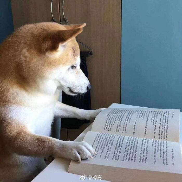 柴犬,背景图