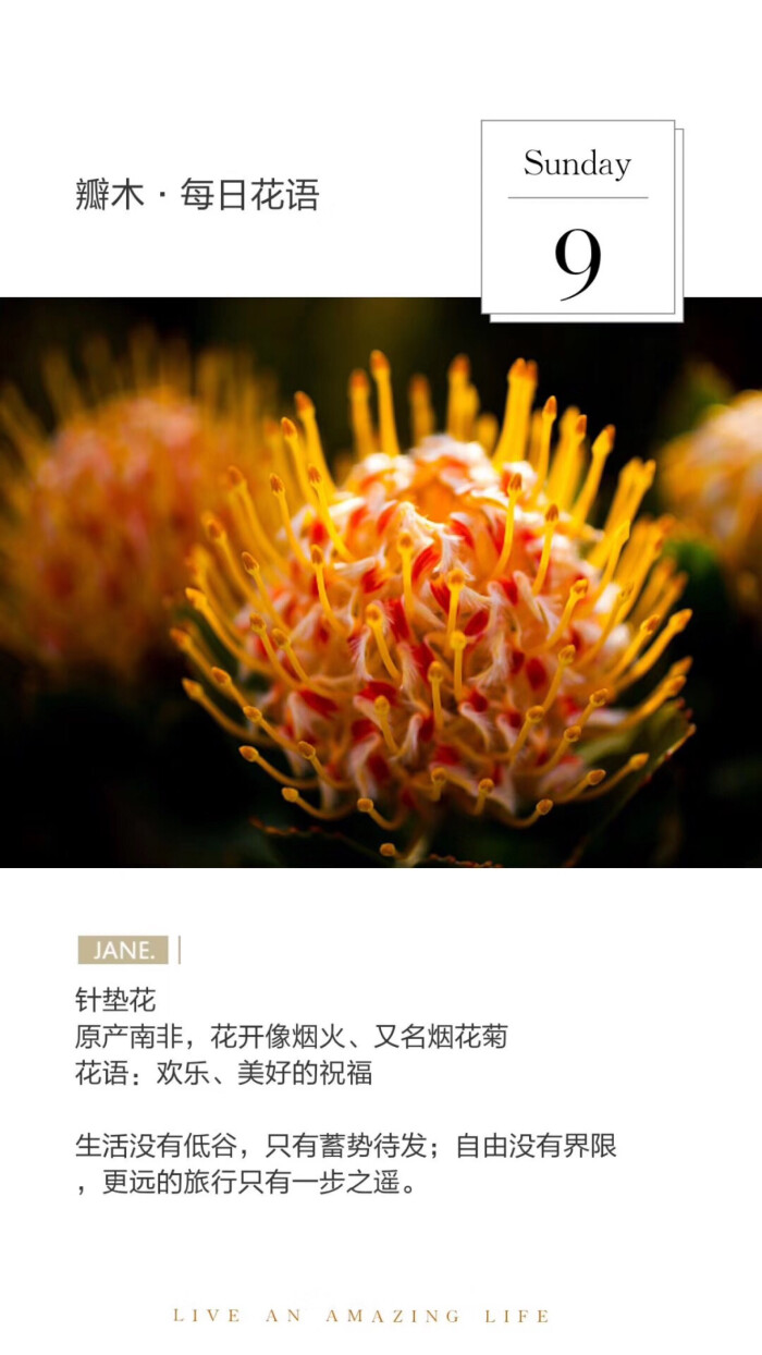 瓣木·每日花语# 针垫花原产南非,花开像烟火,又名烟花菊花语:欢乐