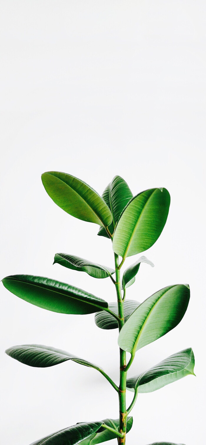 背景 壁纸 绿色 绿叶 树叶 植物 桌面 700_1513 竖版 竖屏 手机图片