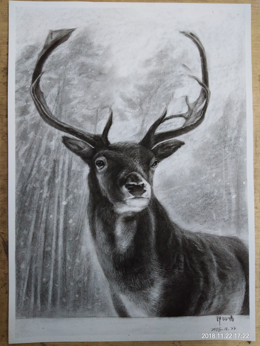 鹿的画法铅笔图片