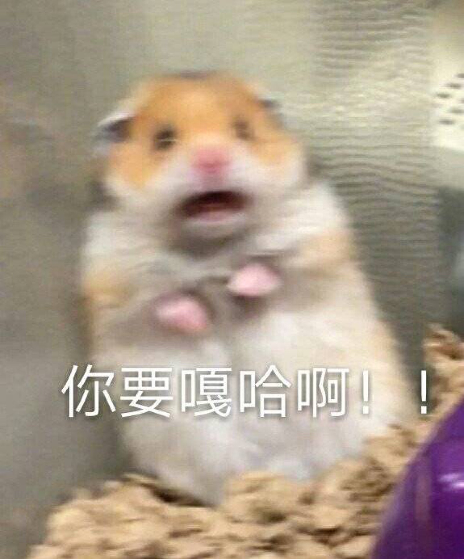 表情包#仓鼠