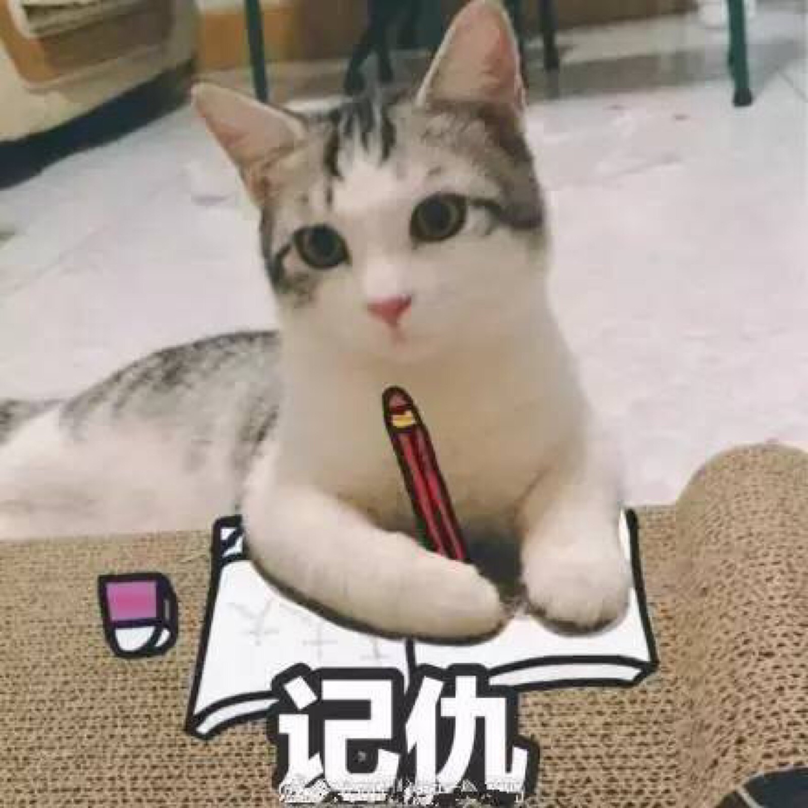 vx:dacl_dd 日常斗图 表情包 可爱 猫咪