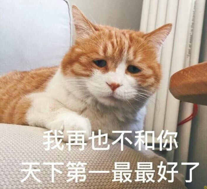 猫咪 沙雕 表情包