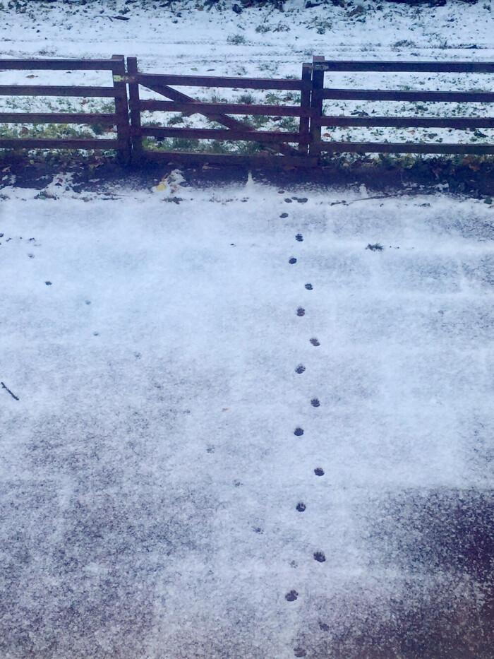 睡醒看了下窗外,雪地上一排足迹,像是猫走过