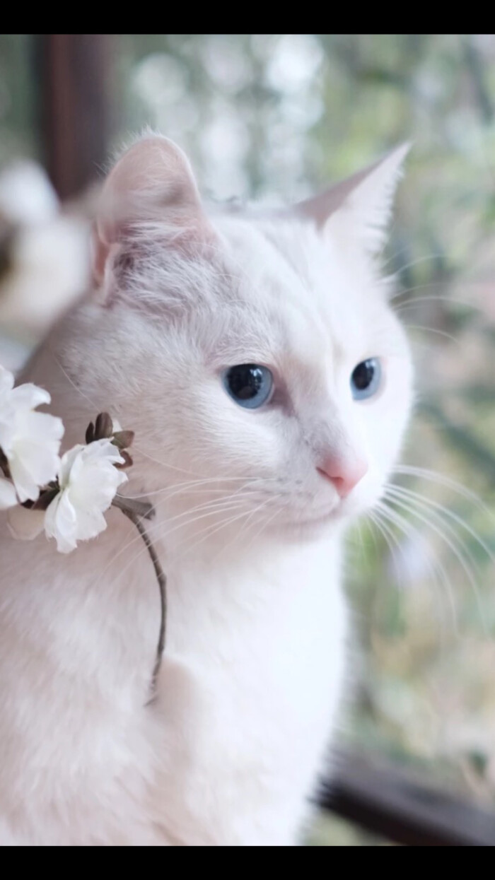 萌猫