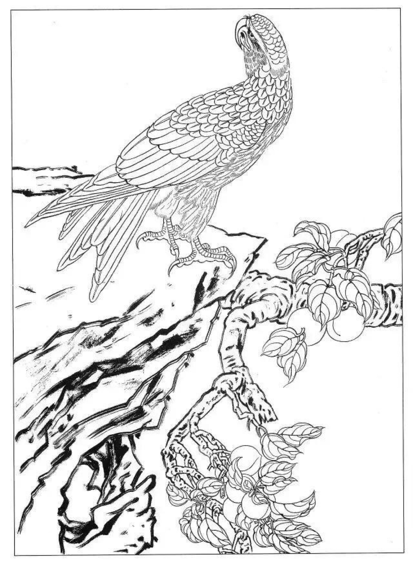 凶猛老鹰铅笔画步骤图片